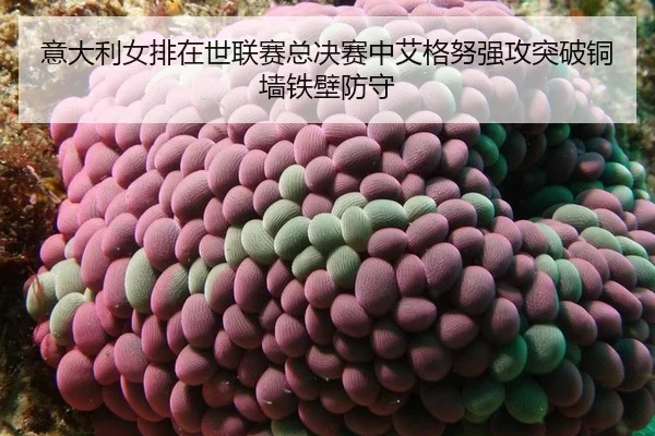 yi-da-li-nv-pai-zai-shi-lian-sai-zong-jue-sai-zhong-ai-ge-nu-qiang-gong-tu-po-tong-qiang-tie-bi-fang-shou-2-698.jpg